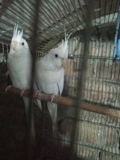 eno red eyes breeder pair