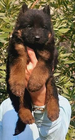 German shepherd dog black mass long coat Male 2 months for sale