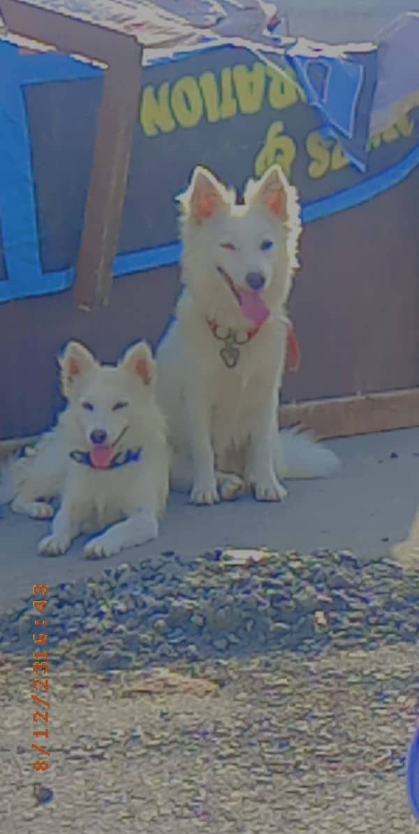 Samoyed best sale dog olx