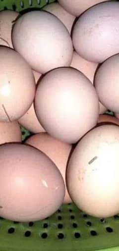 White Buff Eggs in Lahore, Free classifieds in Lahore