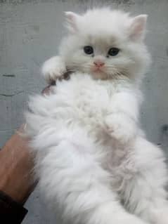 Olx hot sale munchkin cat