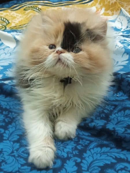 CFA bloodline piki calico female kitten 2