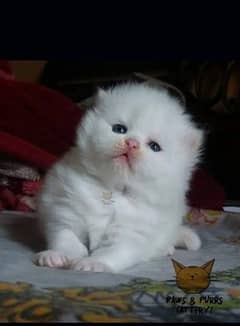 White Purchian kitten