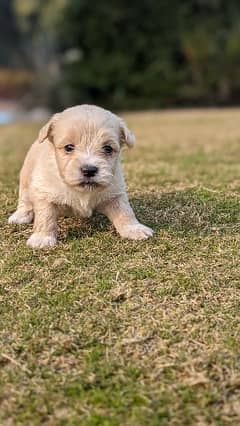 Olx schnauzer best sale puppies for sale