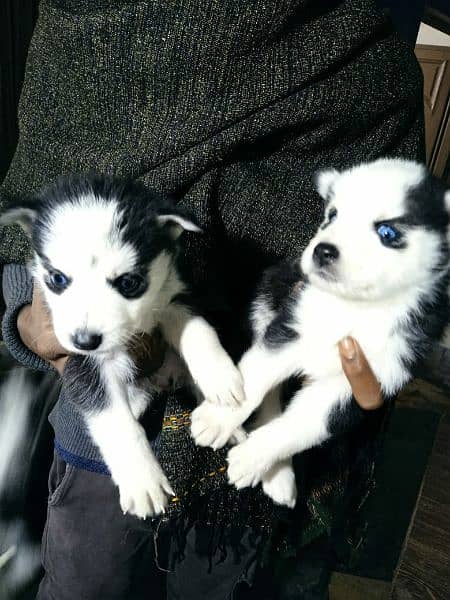 sibarian huskey / sibarian huskey male / haskey for sale 9