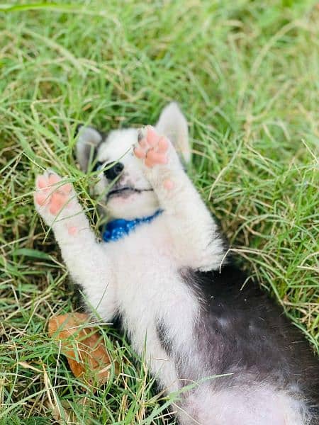 sibarian huskey / sibarian huskey male / haskey for sale 10