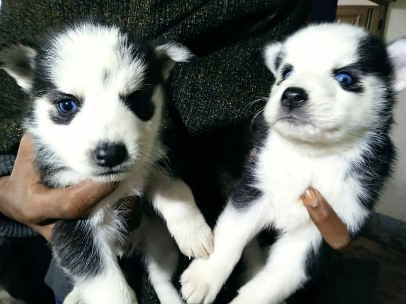 sibarian huskey / sibarian huskey male / haskey for sale 11