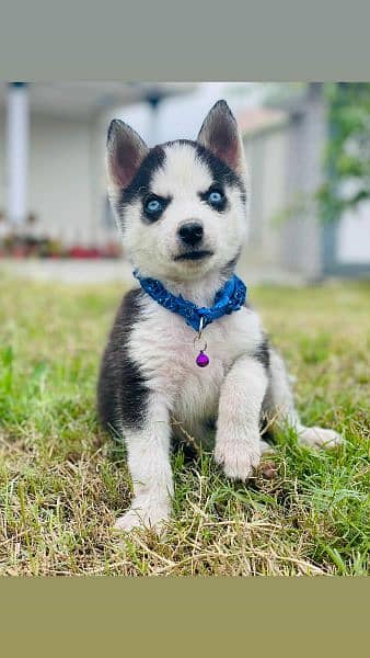 sibarian huskey / sibarian huskey male / haskey for sale 13