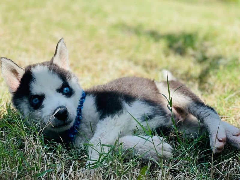 sibarian huskey / sibarian huskey male / haskey for sale 15