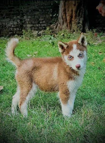 sibarian huskey / sibarian huskey male / haskey for sale 17