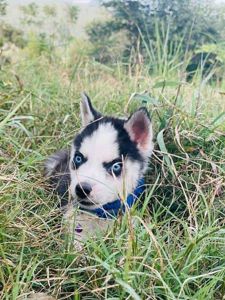 sibarian huskey / sibarian huskey male / haskey for sale 18