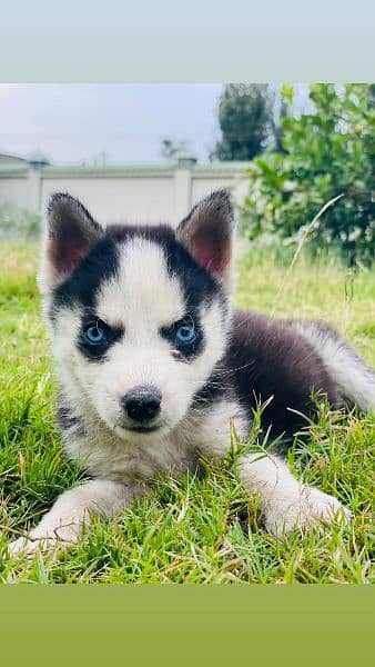 sibarian huskey / sibarian huskey male / haskey for sale 19