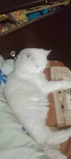 Double coat MALE White Persian cat. Trained cat. 0