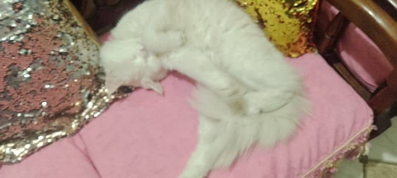 Double coat MALE White Persian cat. Trained cat. 2