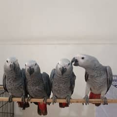 African grey parrot chicks