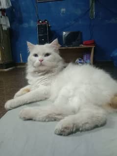 pure Persian triple coted white male in blue eyes