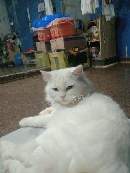 pure Persian triple coted white male in blue eyes 2