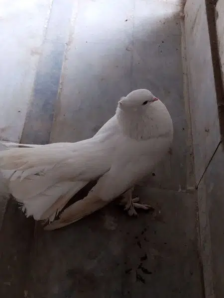 Beautiful Lakhay, Healthy — photo 3