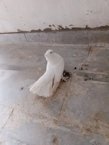 Beautiful Lakhay, Healthy — photo 4