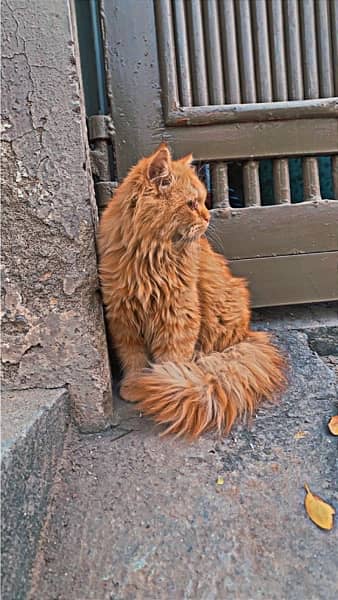Persian cat triple coated 2