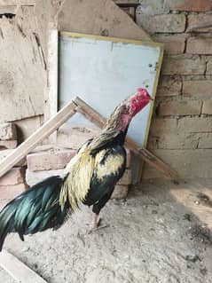 Mianwali Cock
