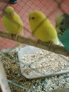 breeder yellow red eye  Australian Male / female available 600 per pc 0