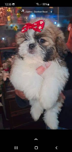 Shih tzu for sale 2024 olx