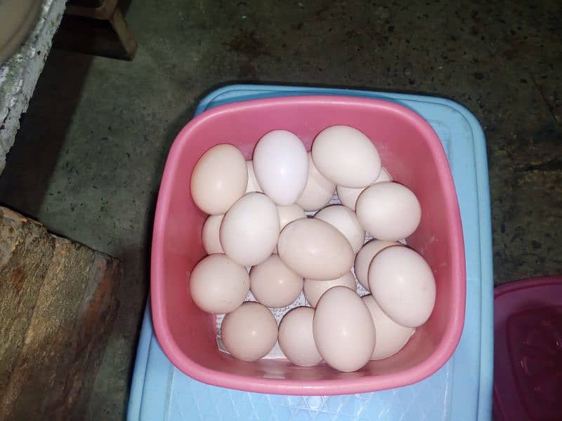Aseel Eggs for Sale 1
