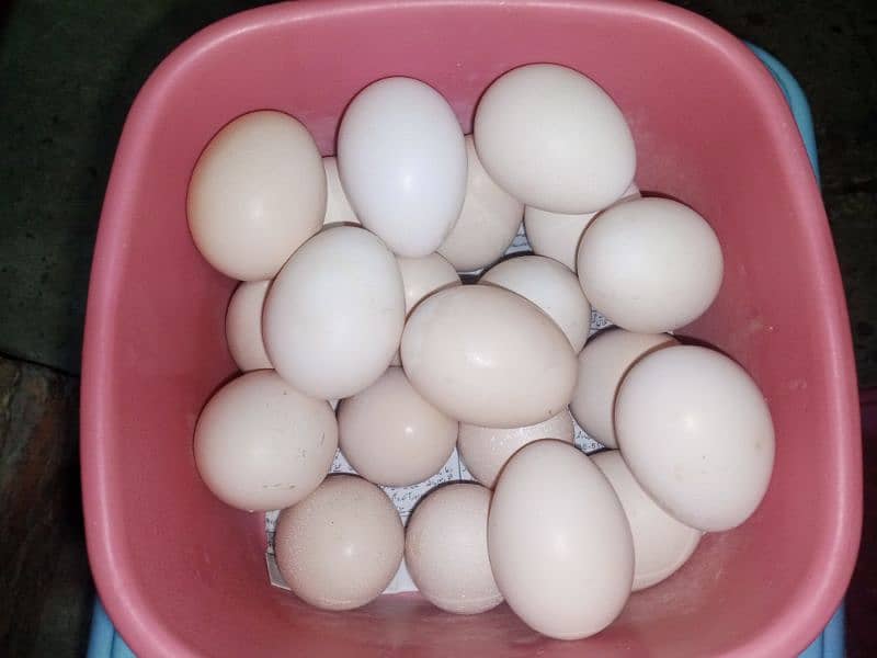 Aseel Eggs for Sale 2