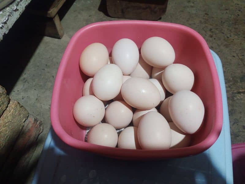 Aseel Eggs for Sale 1