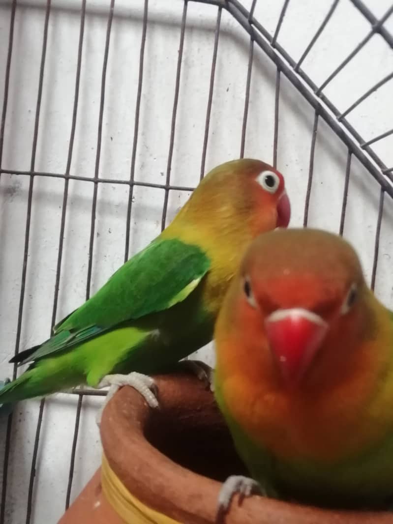 lovebirds 1