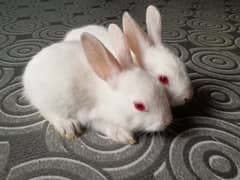 Rabbit babies pair for sale Best quality Red eyes white babies pair 0