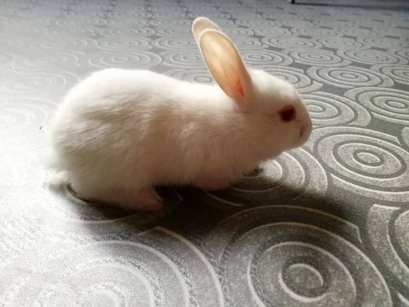 Rabbit babies pair for sale Best quality Red eyes white babies pair 1