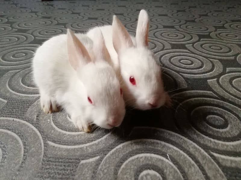Rabbit babies pair for sale Best quality Red eyes babies pair 2