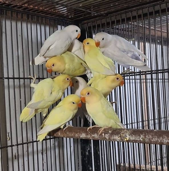 creamino for sale adult birds age 7 months plus 0