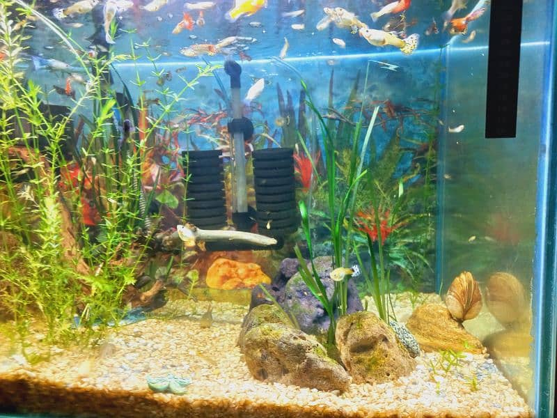 Fish Aqurium glass tank, guppy and accessories for sale (Peshawar) 4