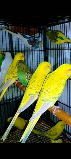 Budgies for sale store olx