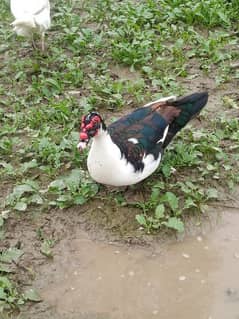Muscovy breeder pair and Ducklings ( white and pied)