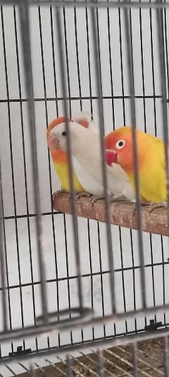 Love birds for sale