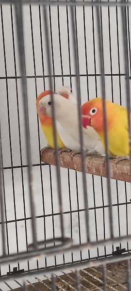 Love birds for sale 0