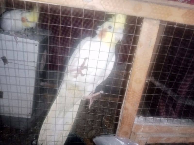 14 month old pair of cockatiel parrots in white 0