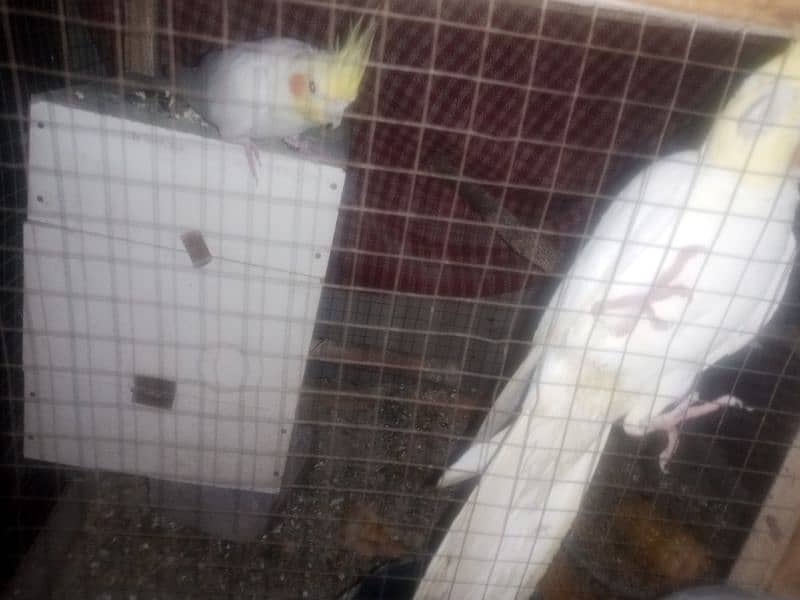 14 month old pair of cockatiel parrots in white 1