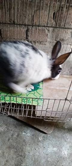 Olx angora hot sale rabbit