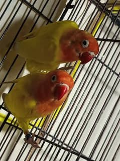 Lovebird olx hot sale