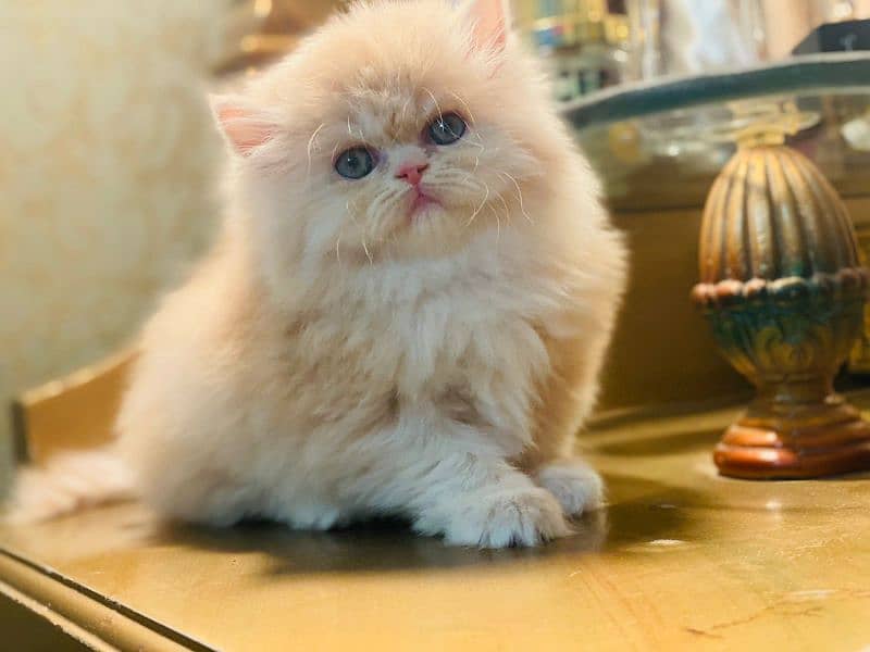 CFA exotic/persians available 1