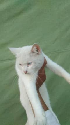 Persian cat@Persian kitten @kitten  @Siamese@Persian Cat@Perisan