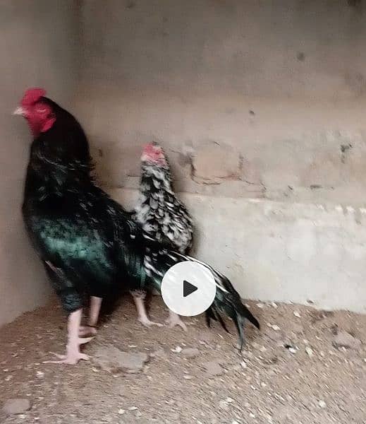 aseel eggs & chicks & breeder available 1