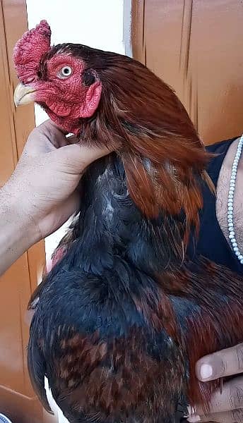 aseel eggs & chicks & breeder available 4