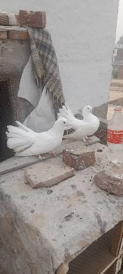 lukcy pigeons