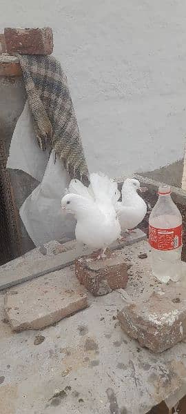 lukcy pigeons 1